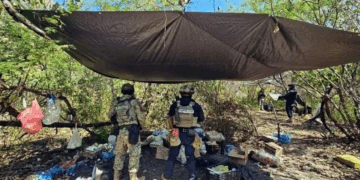 Desmantelan 4 narcocampamentos en zona limonera de Michoacán