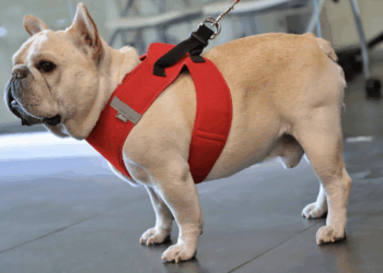 Van 2 mil 690 microchips implantados a mascotas