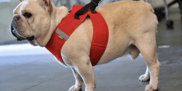 Van 2 mil 690 microchips implantados a mascotas