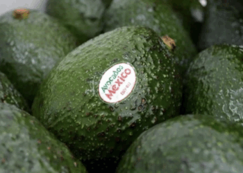 Buscan en EU cuotas al aguacate