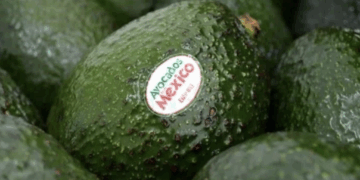 Buscan en EU cuotas al aguacate