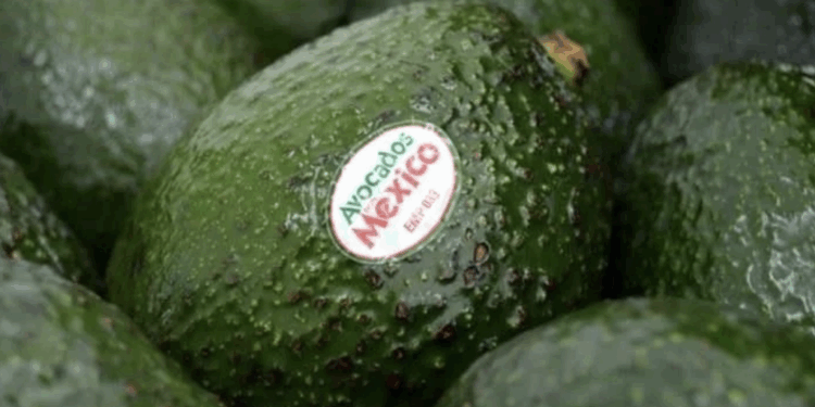 Buscan en EU cuotas al aguacate