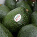 Buscan en EU cuotas al aguacate