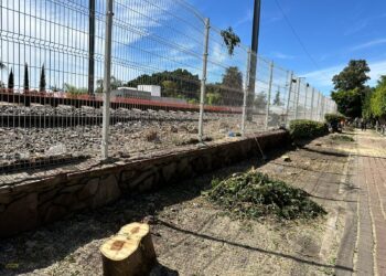 Confirma municipio tala de 48 árboles en la Colonia Las Hadas