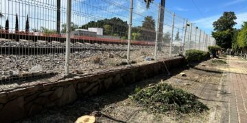 Confirma municipio tala de 48 árboles en la Colonia Las Hadas