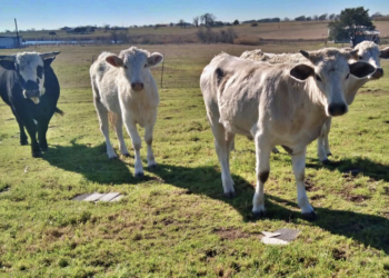 Conservará fracción de predio