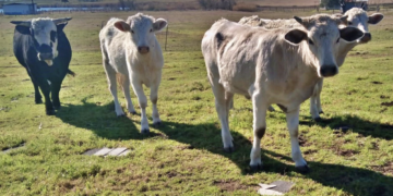 Conservará fracción de predio