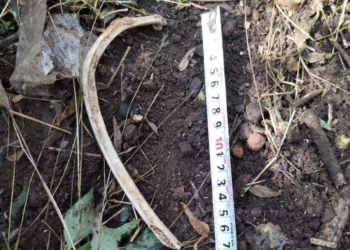 Localizan costilla en la Barranca