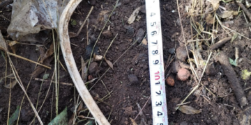 Localizan costilla en la Barranca