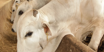 Querétaro mantiene control sanitario ante presencia de gusano