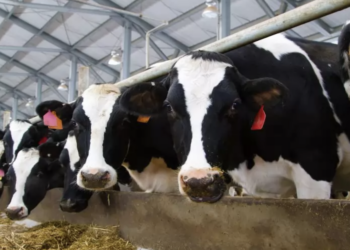 Realizan diagnósticos de impacto del Tren México Querétaro