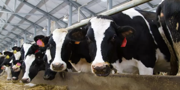 Realizan diagnósticos de impacto del Tren México Querétaro