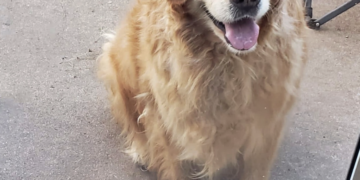 Atribuye a la corrupción el descarrilamiento del Tren Interoceánico