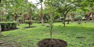 Zonas del tramo de tren México Querétaro, prioritarias en programa de Reforestación 2026