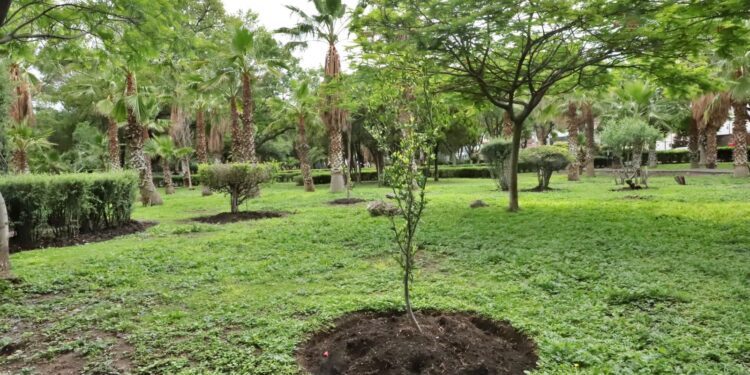 Zonas del tramo de tren México Querétaro, prioritarias en programa de Reforestación 2026