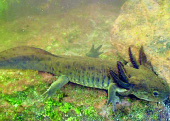 Centro de empoderamiento de las Mujeres impacta a 8 mil 300 personas en 2025