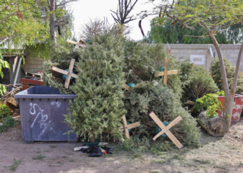 Habilitaron centros de acopio para la recolección de árboles naturales
