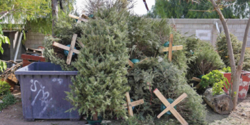 Habilitaron centros de acopio para la recolección de árboles naturales