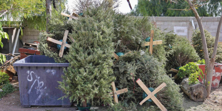 Habilitaron centros de acopio para la recolección de árboles naturales