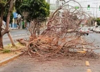Atienden 14 incidentes por fuertes vientos en la capital