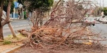 Atienden 14 incidentes por fuertes vientos en la capital