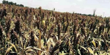 Aporta el comercio electrónico 7% de PIB