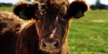 Aumenta 19.2% comercio electrónico