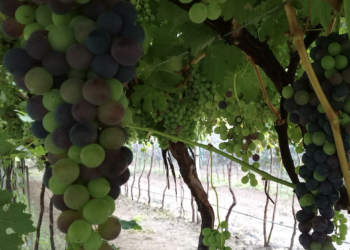 Queretanos a la espera de avión en Dubái