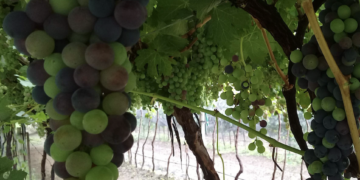 Queretanos a la espera de avión en Dubái