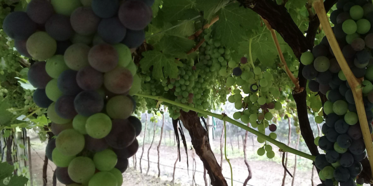 Queretanos a la espera de avión en Dubái