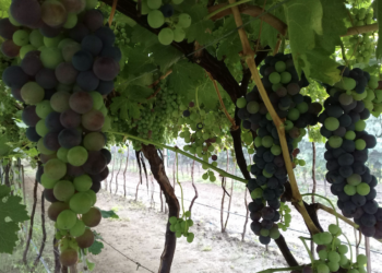 Destaca Felifer Macías innovación tecnológica