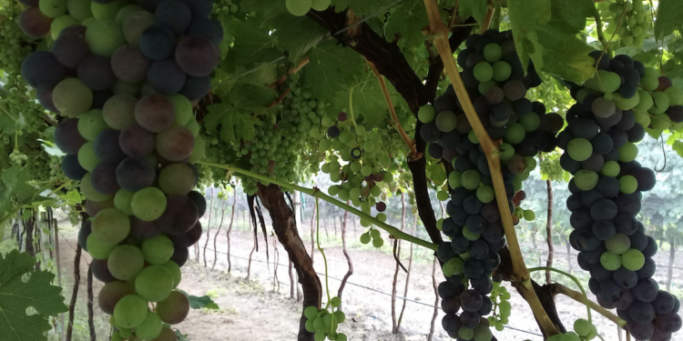 Destaca Felifer Macías innovación tecnológica