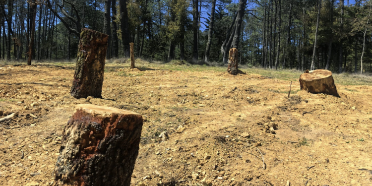 Sufre Sierra Gorda tala y sustracción de fósiles marinos