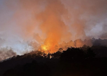 Gusano barrenador se aloja en ocho municipios
