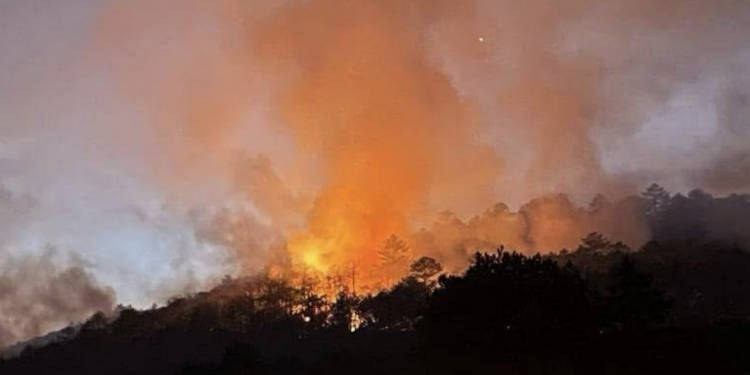 Gusano barrenador se aloja en ocho municipios