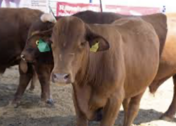 Corregidora inicia fiscalización de su Cuenta Pública 2025