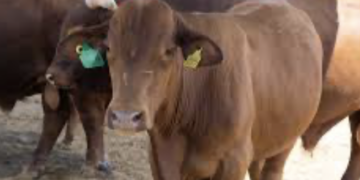 Corregidora inicia fiscalización de su Cuenta Pública 2025