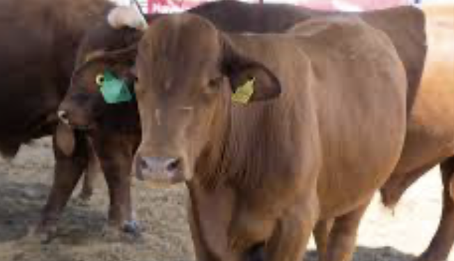 Corregidora inicia fiscalización de su Cuenta Pública 2025