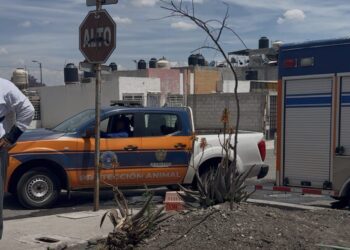 Refuerzan acciones para proteger a animales en situación de riesgo