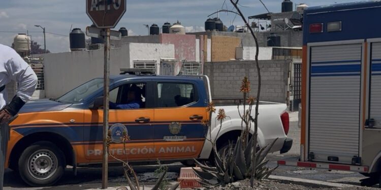 Refuerzan acciones para proteger a animales en situación de riesgo