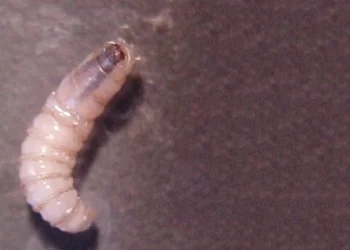 El Marqués detecta y atiende primer caso de gusano barrenador