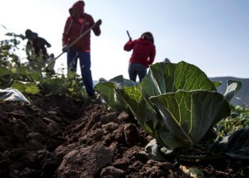 Guerra de Irán amenaza la seguridad alimentaria de todo el mundo