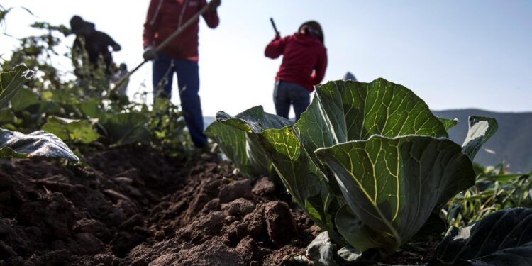 Guerra de Irán amenaza la seguridad alimentaria de todo el mundo
