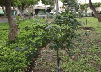 Preparan censo arbóreo en la capital 