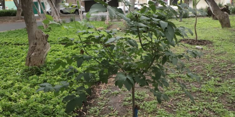 Preparan censo arbóreo en la capital 