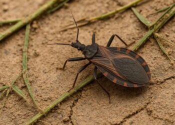 México, uno de los países más afectado por la enfermedad de Chagas