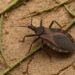 México, uno de los países más afectado por la enfermedad de Chagas