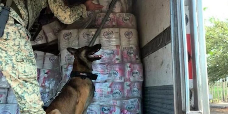 Aseguran 65 kg de cocaína en tráiler en Colima
