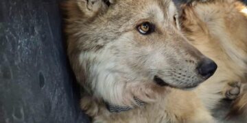Reintroducen con éxito a familia de lobos mexicanos