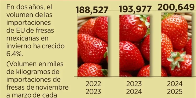 Impondría EU arancel del 18% a fresas mexicanas